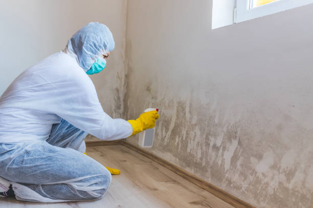 Licensed Commercial Mold Remediation service in Mineola, NY - WQB Mold Removal